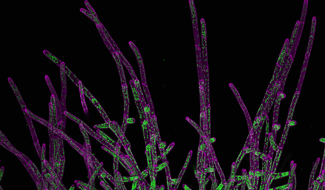 Scan Moss Haswell Lab continues legacy of Quatrano Lab’s moss research at Wash U ...