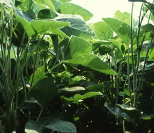 USDA