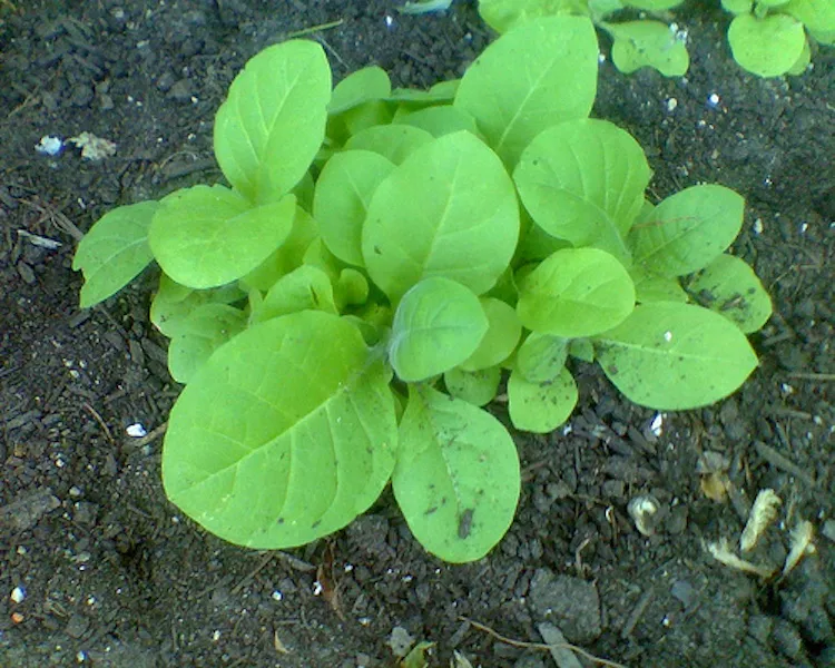 tobacco plant