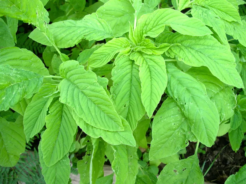 amaranth plant
