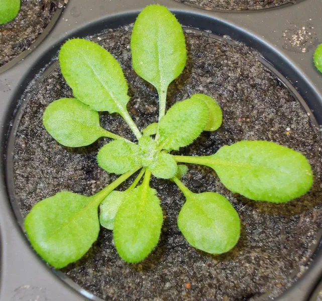 arabidopsis plant