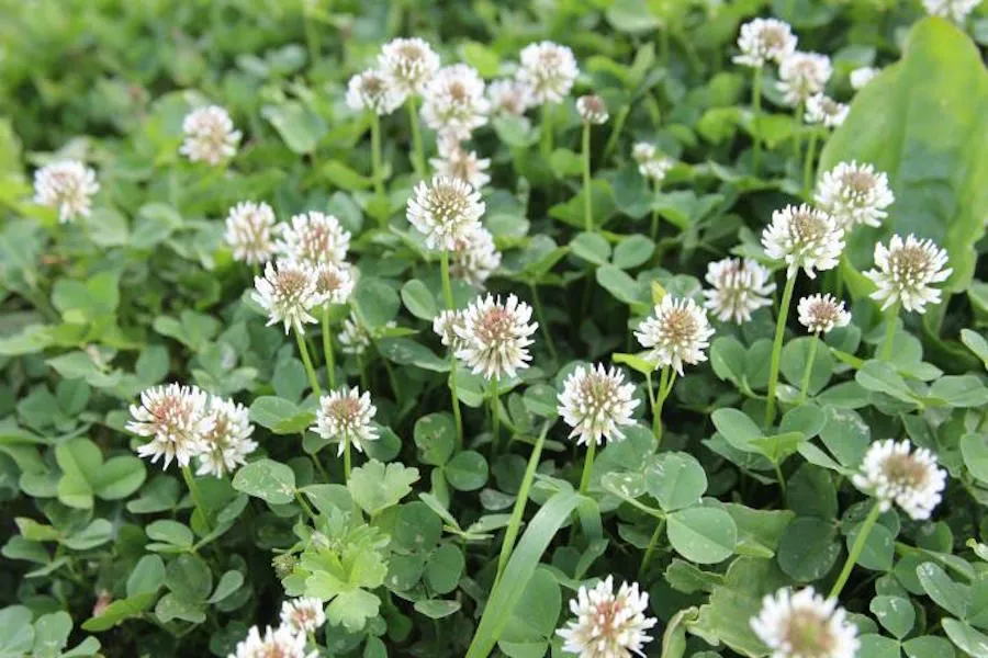clover