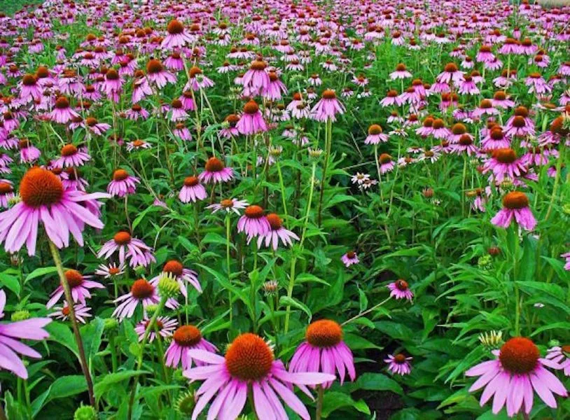 echinacea
