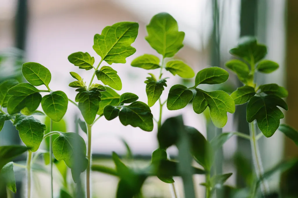 plants