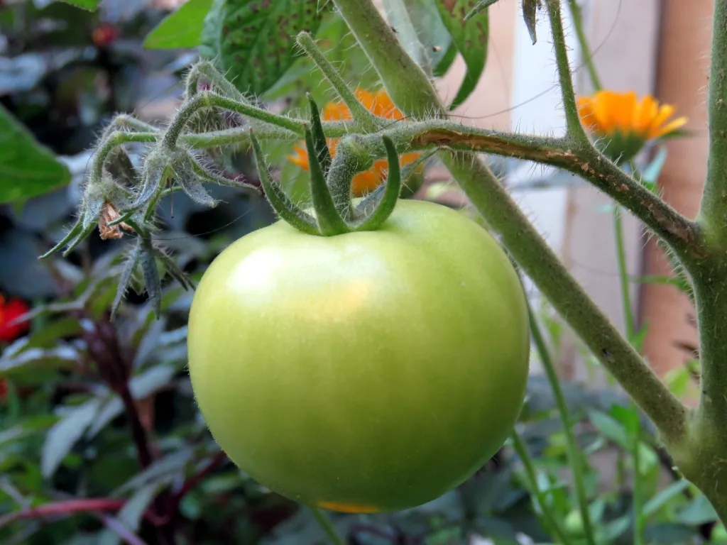 tomato plant