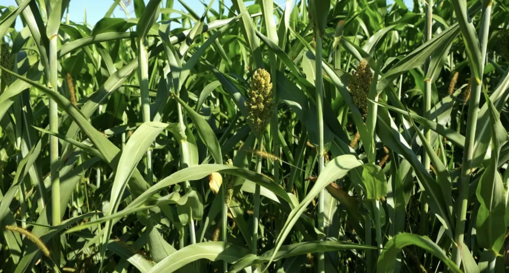 corn