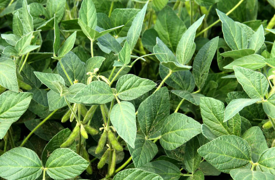 soybean plant