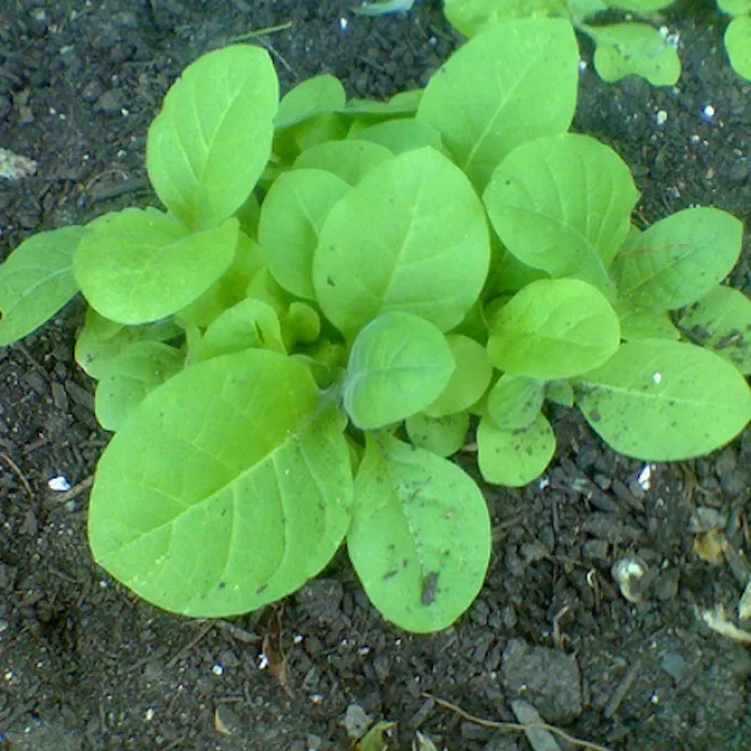 tobacco plant