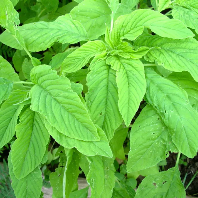 amaranth plant