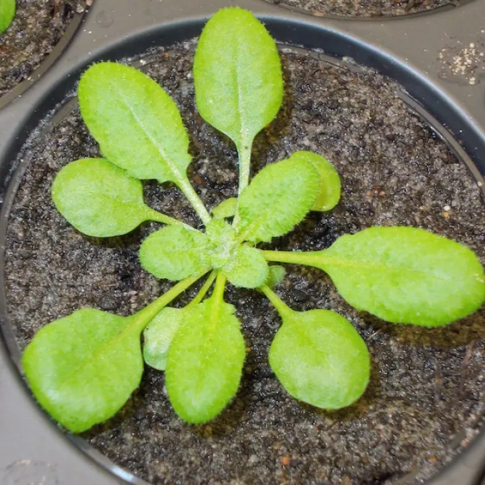 arabidopsis plant