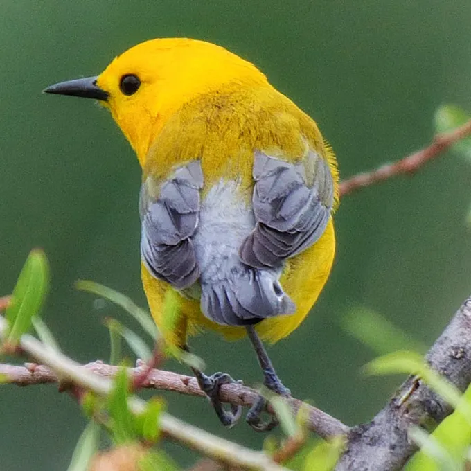""