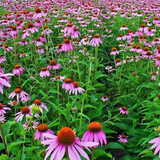echinacea