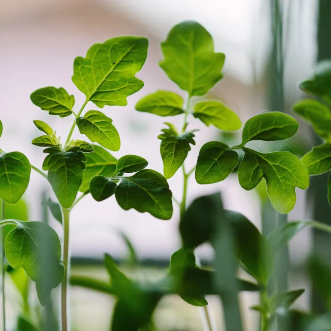 plants