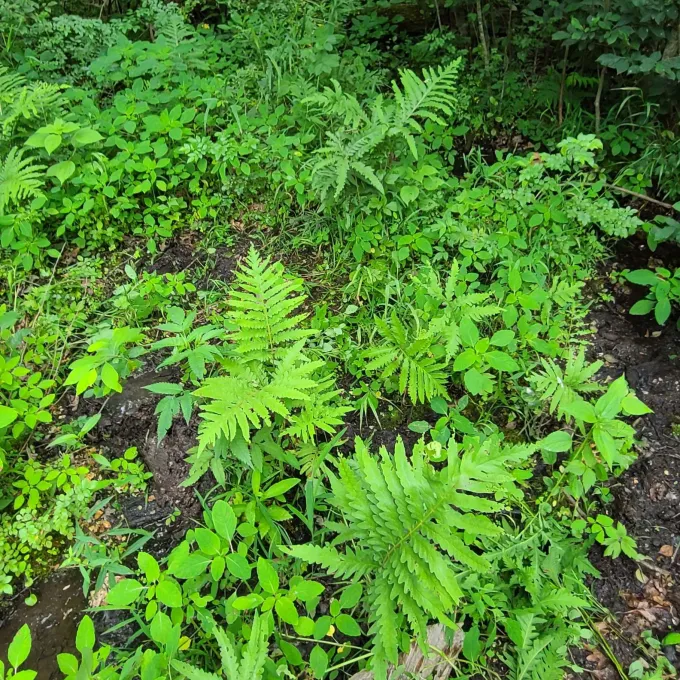 Fen soils in Missouri