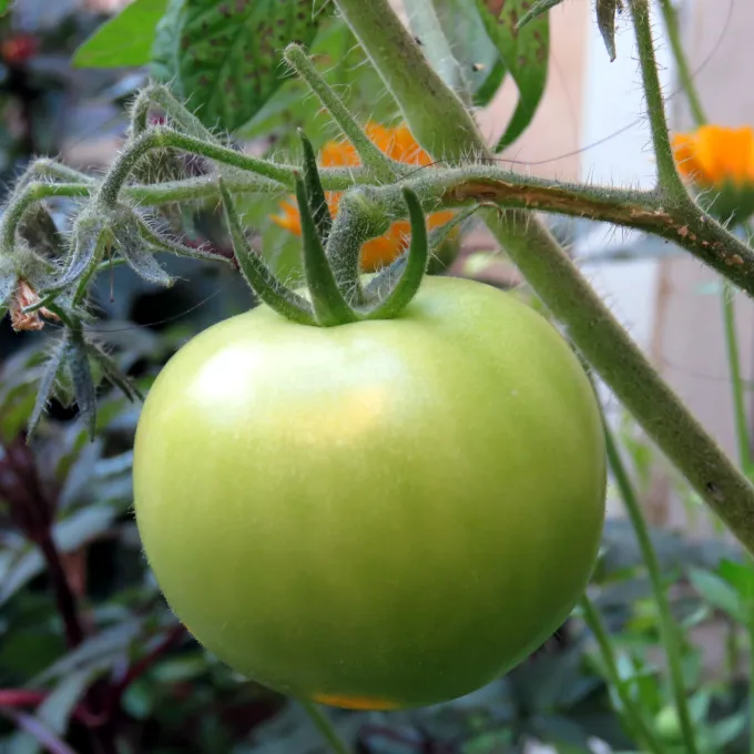 tomato plant