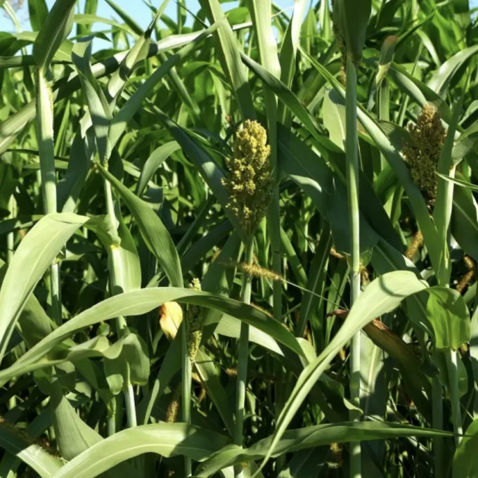 corn