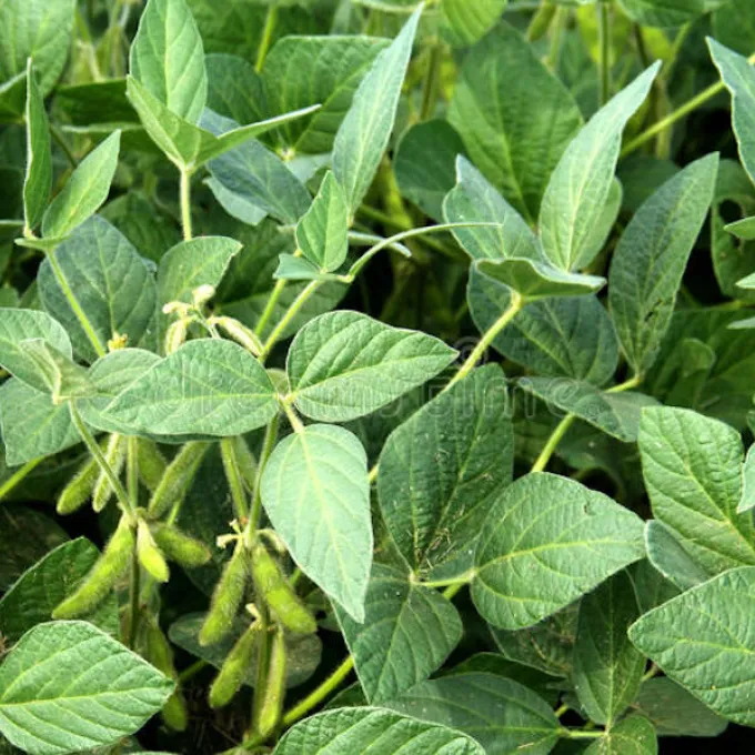 soybean plant